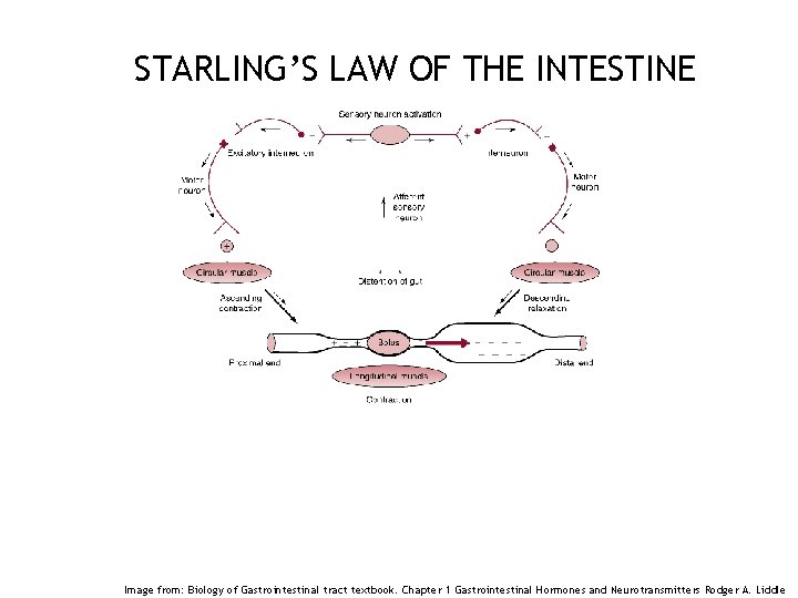 STARLING’S LAW OF THE INTESTINE 11 Image from: Biology of Gastrointestinal tract textbook. Chapter