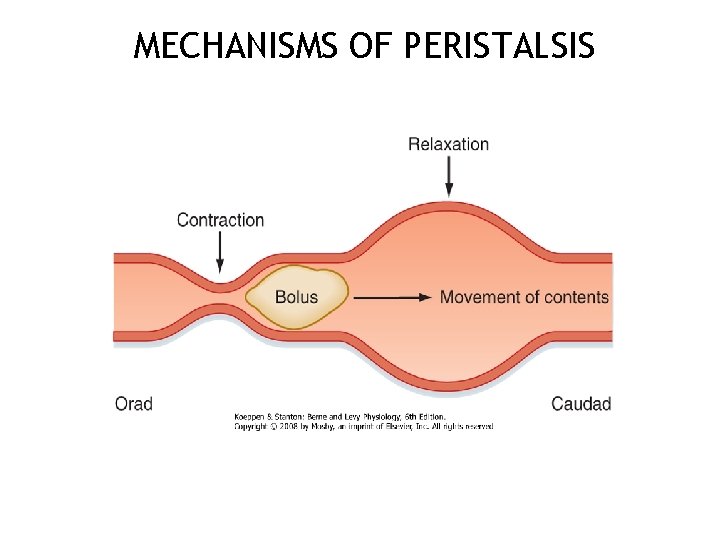 MECHANISMS OF PERISTALSIS 12 