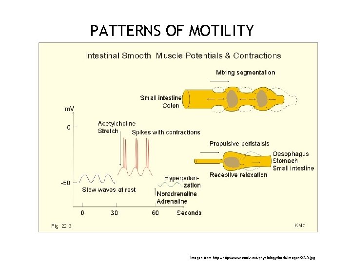 PATTERNS OF MOTILITY 13 Images from http: //www. zuniv. net/physiology/book/images/22 -3. jpg 