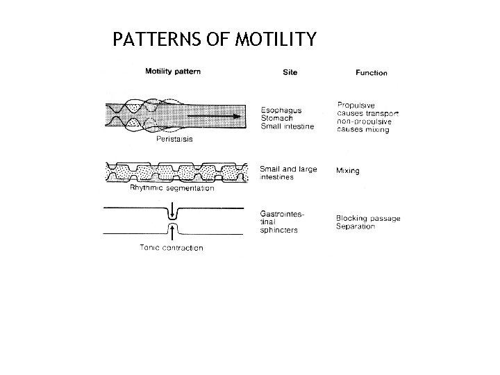 PATTERNS OF MOTILITY 14 