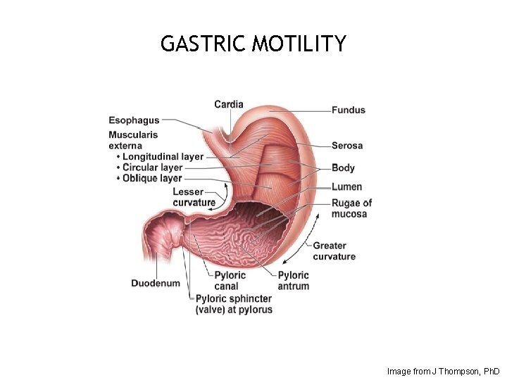 GASTRIC MOTILITY 23 Image from J Thompson, Ph. D 