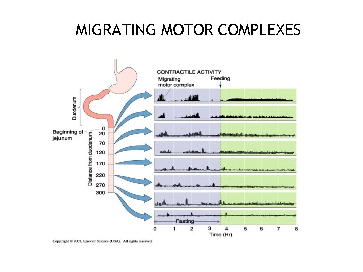 MIGRATING MOTOR COMPLEXES 27 