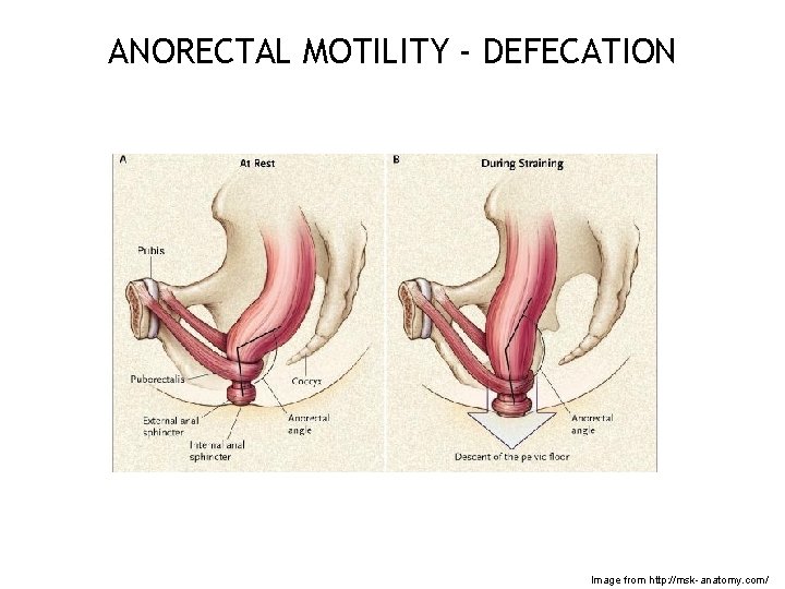 ANORECTAL MOTILITY - DEFECATION Image from http: //msk-anatomy. com/ 