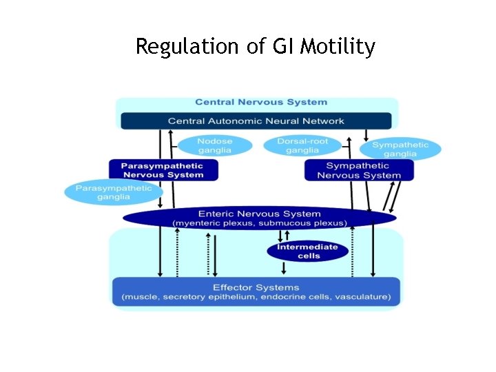 Regulation of GI Motility 38 
