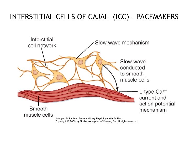 INTERSTITIAL CELLS OF CAJAL (ICC) - PACEMAKERS 39 