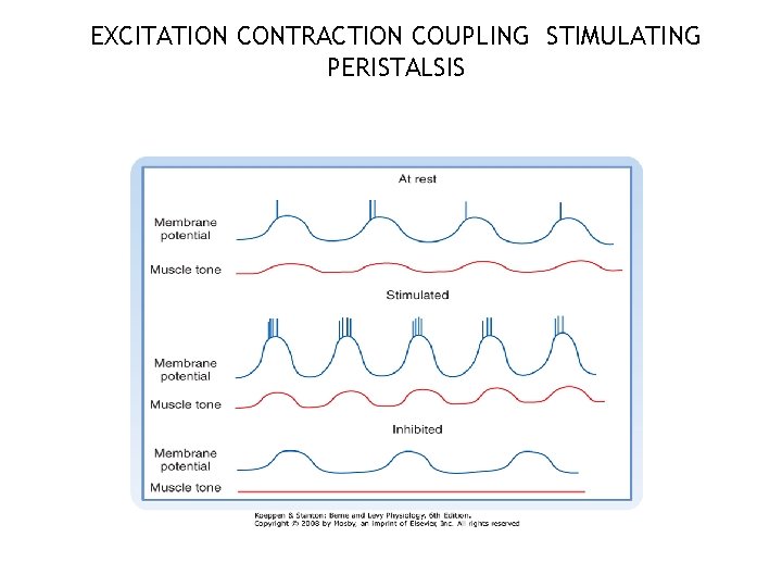 EXCITATION CONTRACTION COUPLING STIMULATING PERISTALSIS 40 