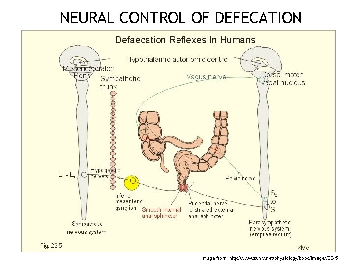 NEURAL CONTROL OF DEFECATION 42 Image from: http: //www. zuniv. net/physiology/book/images/22 -5 