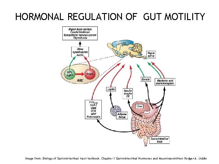 HORMONAL REGULATION OF GUT MOTILITY 44 Image from: Biology of Gastrointestinal tract textbook. Chapter