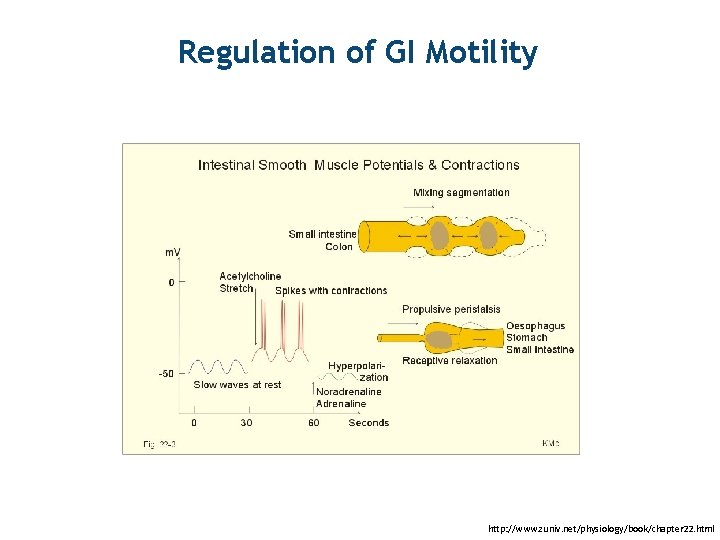 Regulation of GI Motility 49 http: //www. zuniv. net/physiology/book/chapter 22. html 