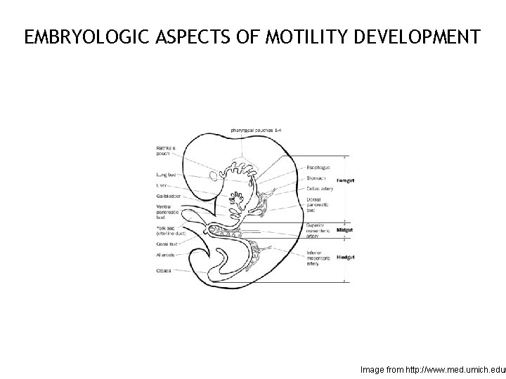 EMBRYOLOGIC ASPECTS OF MOTILITY DEVELOPMENT 52 Image from http: //www. med. umich. edu/ 