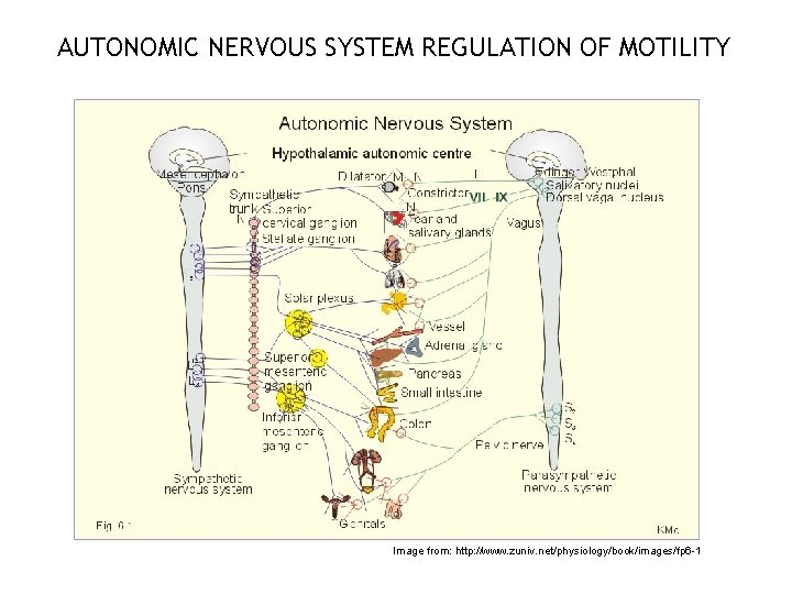 AUTONOMIC NERVOUS SYSTEM REGULATION OF MOTILITY Image from: http: //www. zuniv. net/physiology/book/images/fp 6 -1