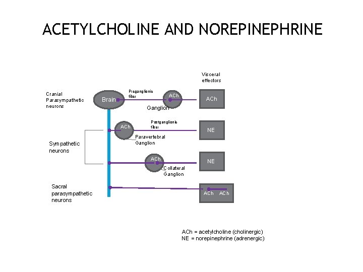 ACETYLCHOLINE AND NOREPINEPHRINE Visceral effectors Cranial Parasympathetic neurons Brain Preganglionic fiber ACh Ganglion ACh