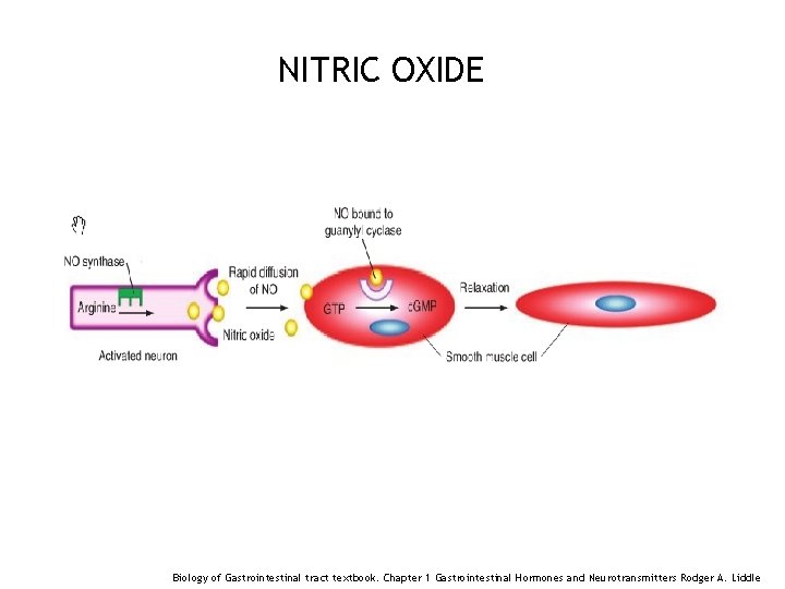 NITRIC OXIDE 64 Biology of Gastrointestinal tract textbook. Chapter 1 Gastrointestinal Hormones and Neurotransmitters