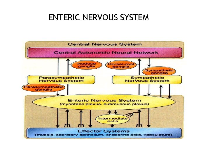 ENTERIC NERVOUS SYSTEM 