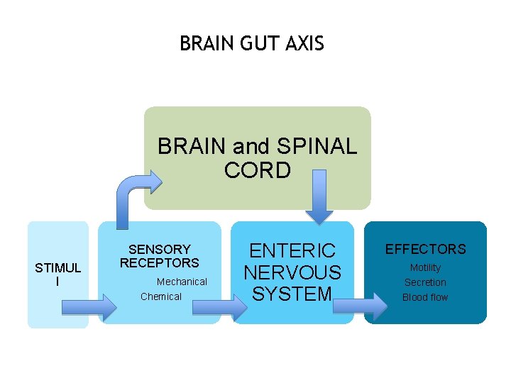 BRAIN GUT AXIS BRAIN and SPINAL CORD STIMUL I SENSORY RECEPTORS Mechanical Chemical ENTERIC