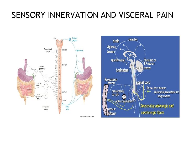 SENSORY INNERVATION AND VISCERAL PAIN 70 