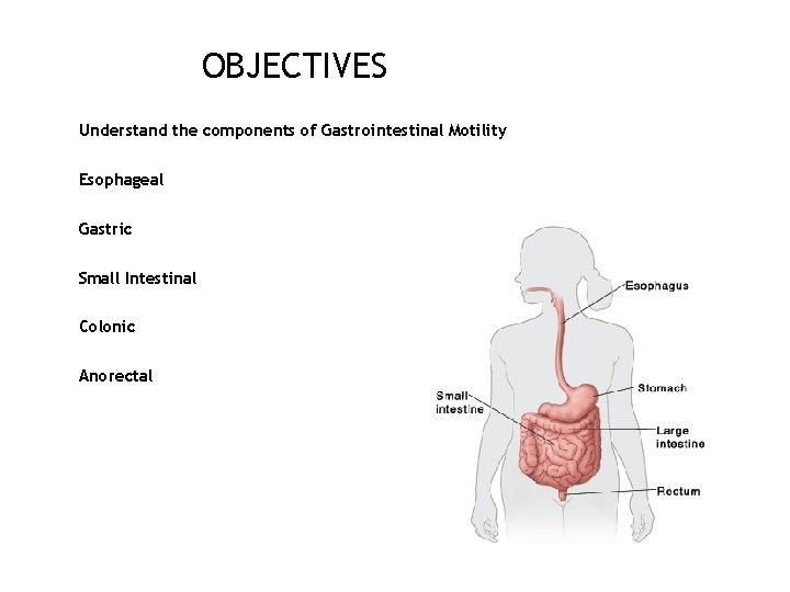 OBJECTIVES Understand the components of Gastrointestinal Motility Esophageal Gastric Small Intestinal Colonic Anorectal 9
