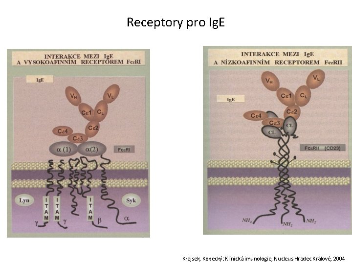 Receptory pro Ig. E Krejsek, Kopecký: Klinická imunologie, Nucleus Hradec Králové, 2004 