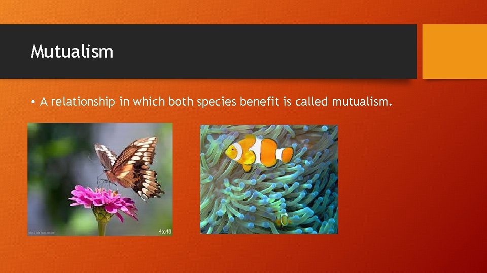 Mutualism • A relationship in which both species benefit is called mutualism. 