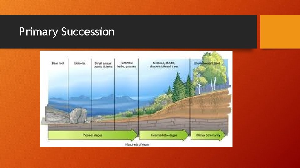 Primary Succession 