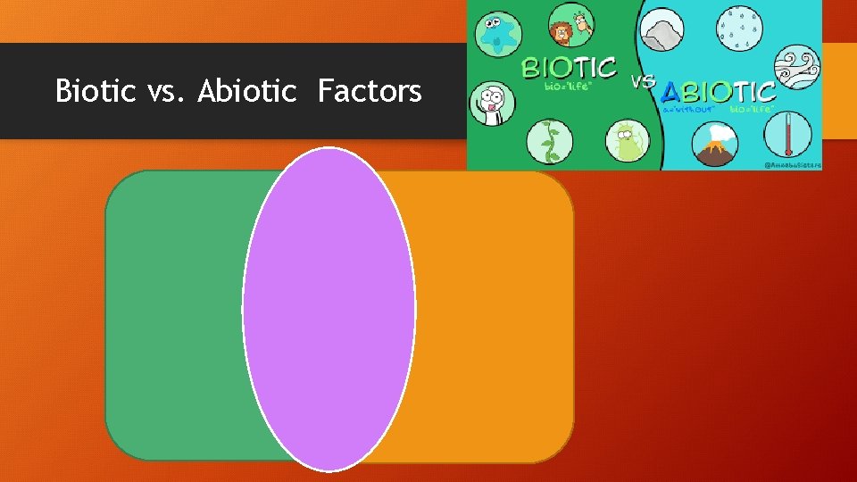 Biotic vs. Abiotic Factors 