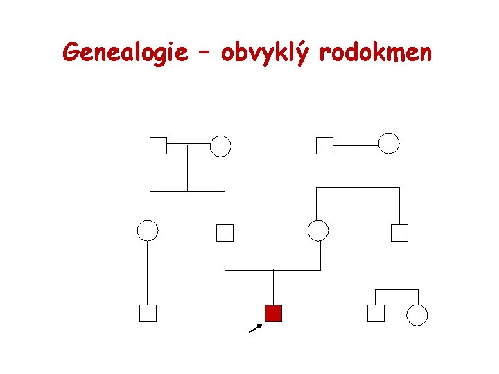 Genealogie – obvyklý rodokmen 