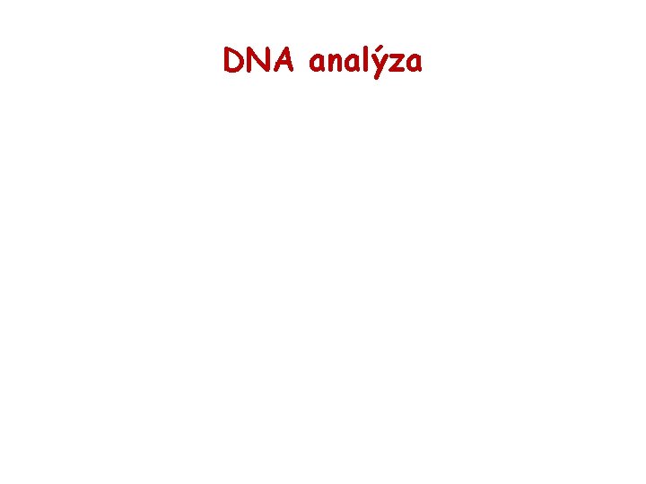 DNA analýza 