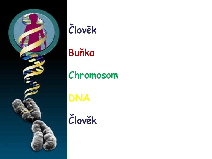 Člověk Buňka Chromosom DNA Člověk 