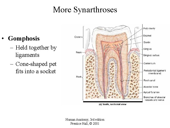 More Synarthroses • Gomphosis – Held together by ligaments – Cone-shaped pet fits into