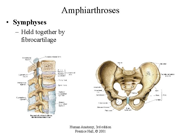 Amphiarthroses • Symphyses – Held together by fibrocartilage Human Anatomy, 3 rd edition Prentice