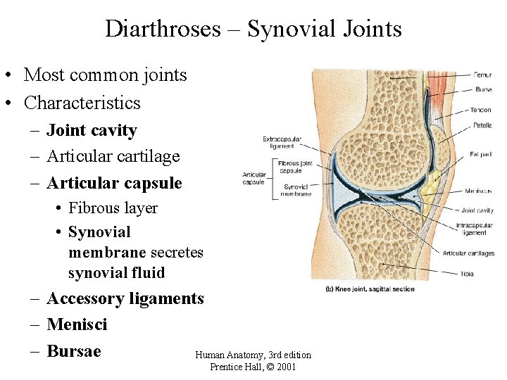 Diarthroses – Synovial Joints • Most common joints • Characteristics – Joint cavity –