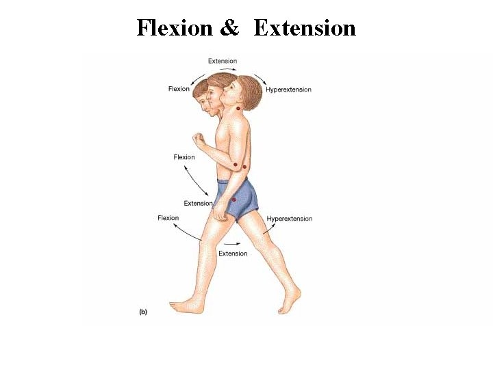 Flexion & Extension 