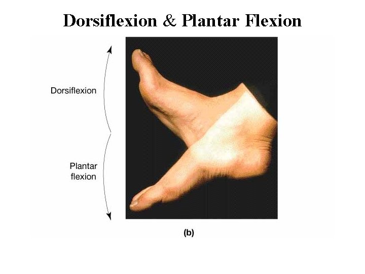 Dorsiflexion & Plantar Flexion 