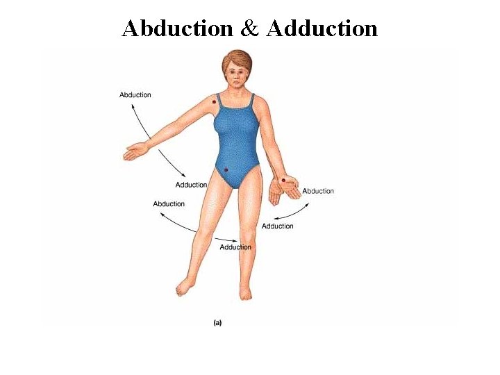 Abduction & Adduction 