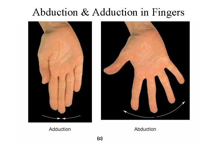 Abduction & Adduction in Fingers 