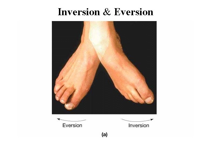 Inversion & Eversion 