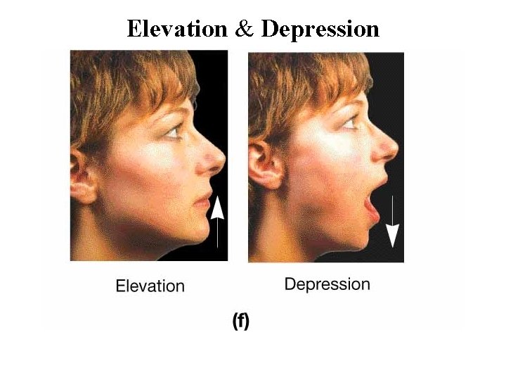 Elevation & Depression 