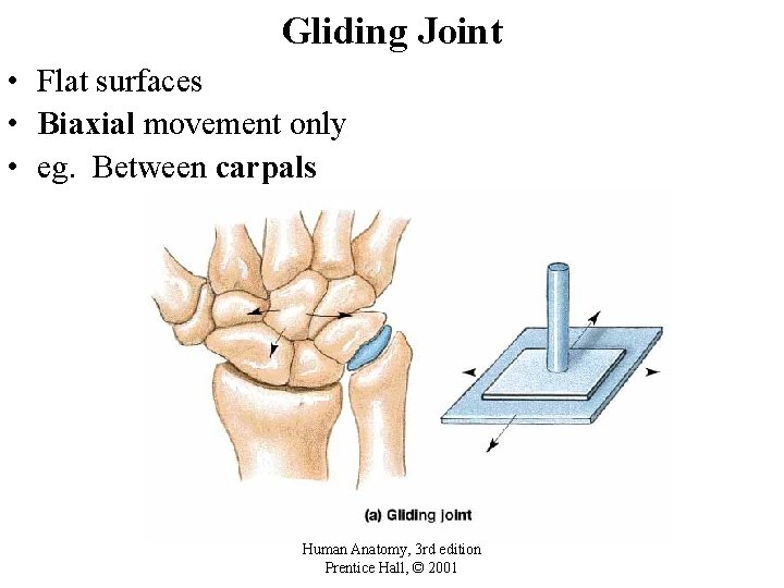 Gliding Joint • Flat surfaces • Biaxial movement only • eg. Between carpals Human