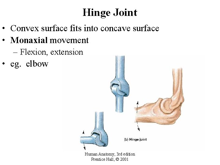 Hinge Joint • Convex surface fits into concave surface • Monaxial movement – Flexion,