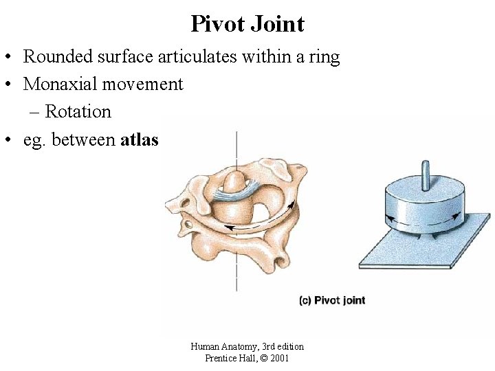 Pivot Joint • Rounded surface articulates within a ring • Monaxial movement – Rotation