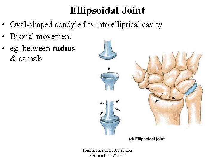 Ellipsoidal Joint • Oval-shaped condyle fits into elliptical cavity • Biaxial movement • eg.