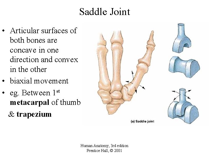 Saddle Joint • Articular surfaces of both bones are concave in one direction and