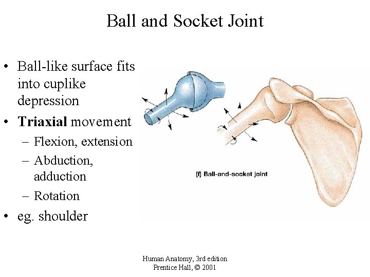 Ball and Socket Joint • Ball-like surface fits into cuplike depression • Triaxial movement