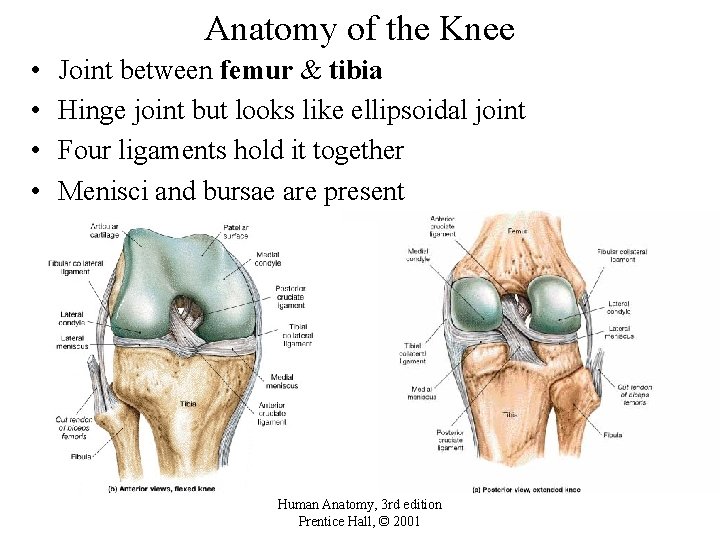 Anatomy of the Knee • • Joint between femur & tibia Hinge joint but