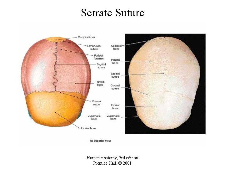 Serrate Suture Human Anatomy, 3 rd edition Prentice Hall, © 2001 