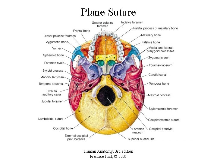 Plane Suture Human Anatomy, 3 rd edition Prentice Hall, © 2001 