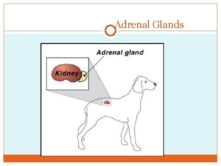 Adrenal Glands 