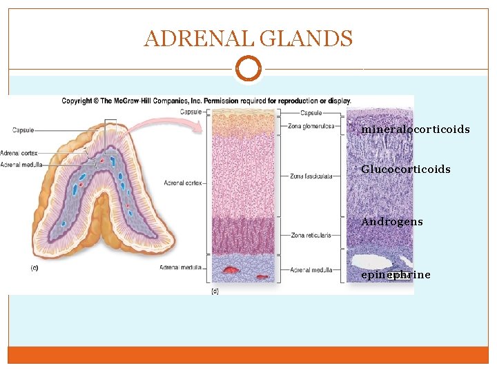 ADRENAL GLANDS mineralocorticoids Glucocorticoids Androgens epinephrine 