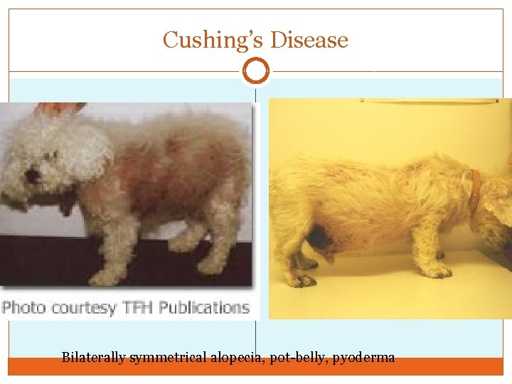 Cushing’s Disease Bilaterally symmetrical alopecia, pot-belly, pyoderma 