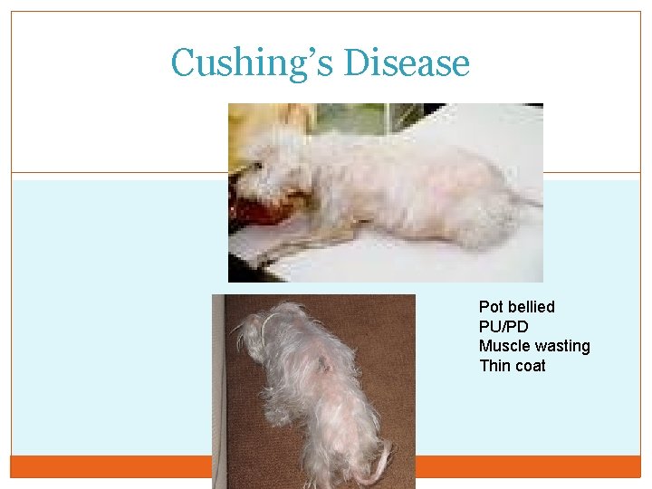 Cushing’s Disease Pot bellied PU/PD Muscle wasting Thin coat 